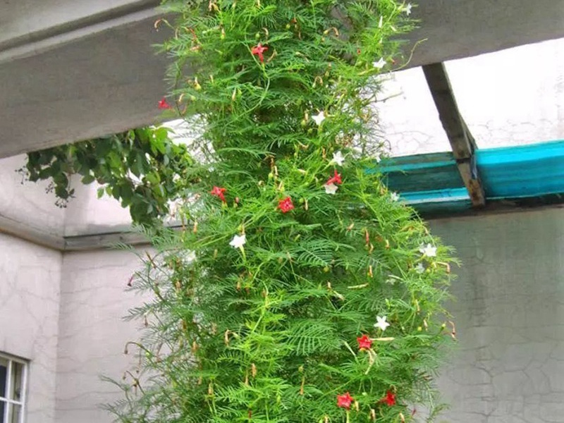 羽叶茑萝种子哪里有卖播种方法有哪些