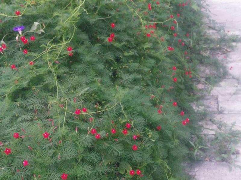 羽叶茑萝多少钱一斤怎么播种