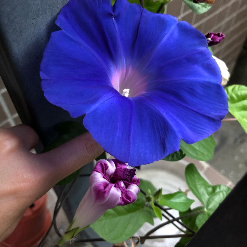 牵牛花种子播种量是多少应该如何播种