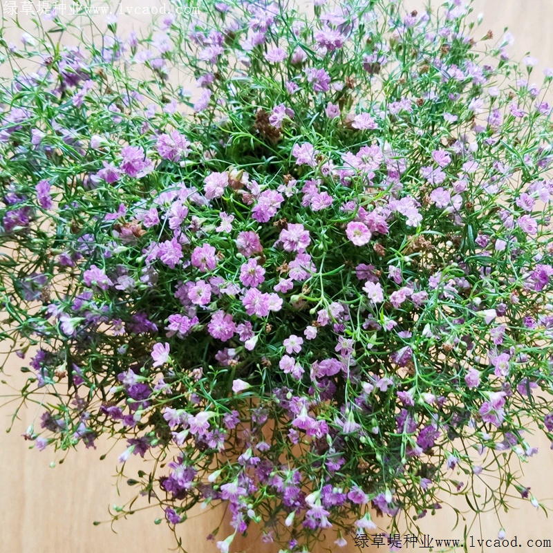 首页 新闻频道 花事百科 满天星的种子个头并不是特别的大,在种植的