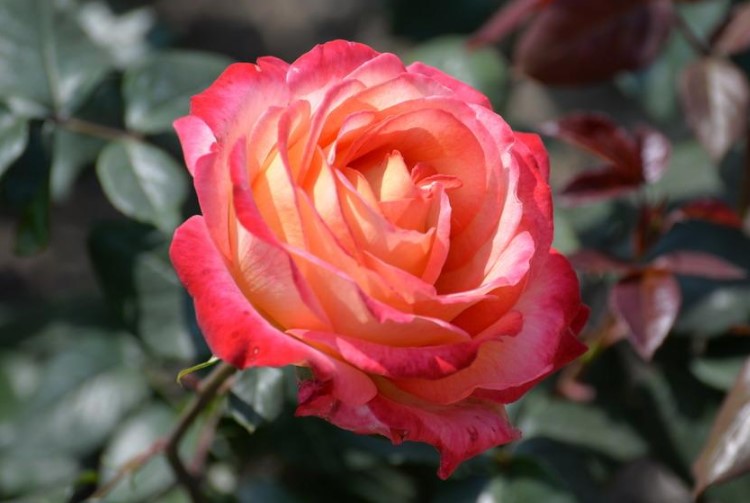 聊城市花是什么花
