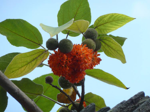 构树 构树