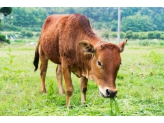 肉牛一天要吃多少斤干草