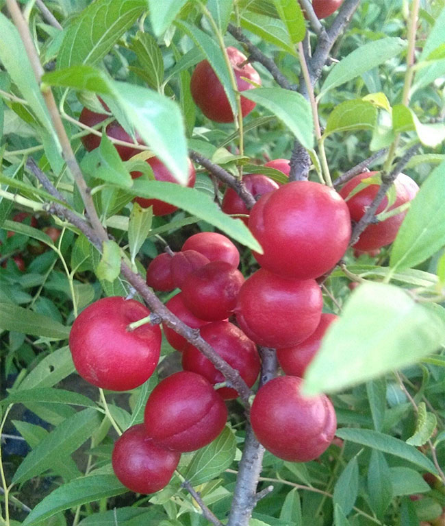 钙果 钙果