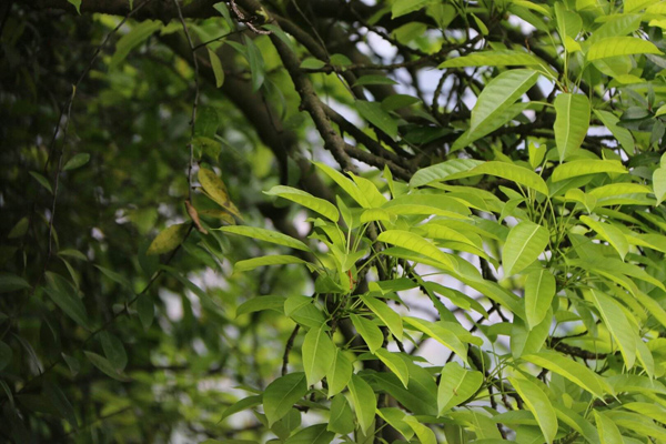 香樟树 香樟树