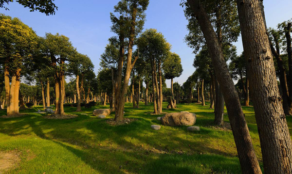 香樟树 香樟树