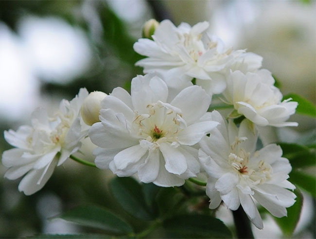 木香花 木香花