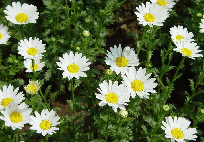 白菊花朵图片