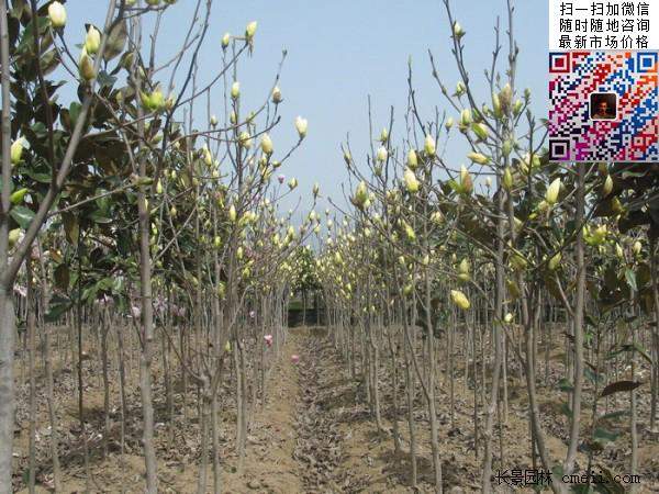 园林乔木植物苗木黄玉兰图片 园林乔木植物苗木黄玉兰图片