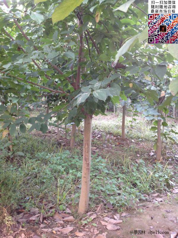园林乔木植物苗木黄玉兰图片 园林乔木植物苗木黄玉兰图片