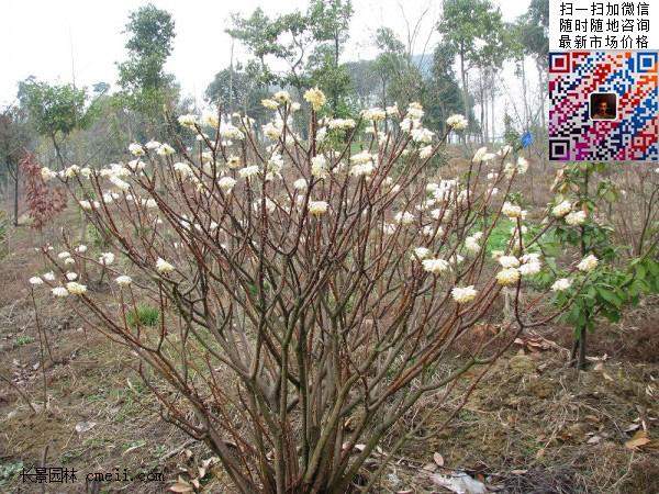 结香花,白花树