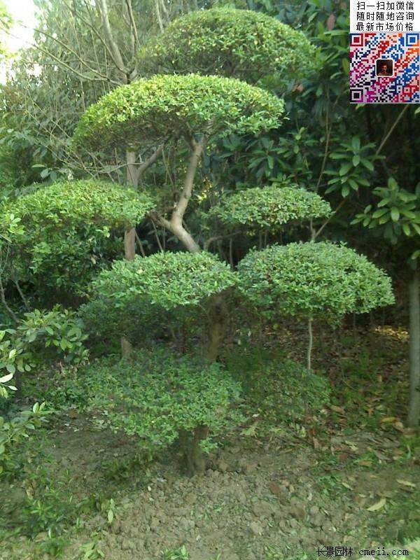 小叶女贞造型树 小叶女贞造型树