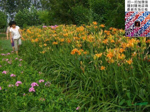 大花萱草种子价格 大花萱草种子价格