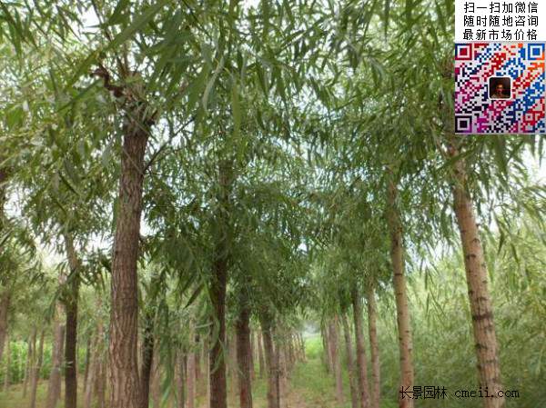 旱柳树 旱柳树