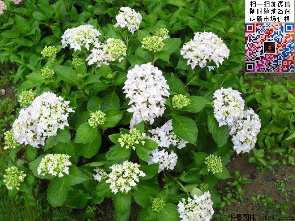 八仙花多少钱 八仙花多少钱