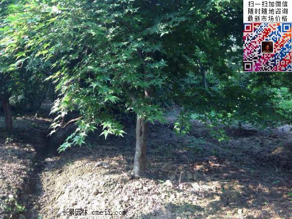 红枫树