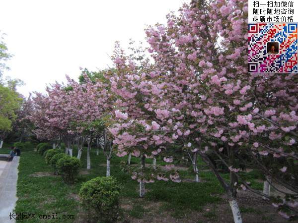 樱花树