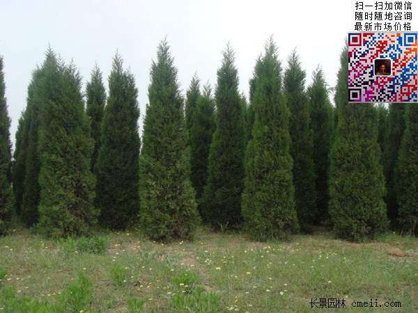 公路绿化植物常绿松柏圆柏图片 公路绿化植物常绿松柏圆柏图片