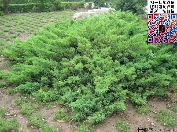 沭阳的地柏基地 沭阳的地柏基地