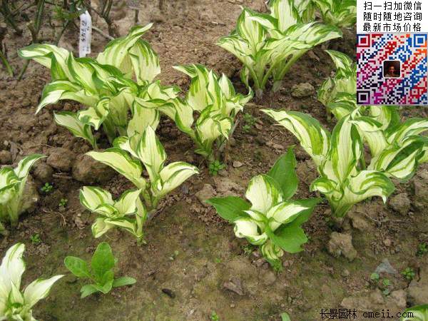 花叶玉簪花
