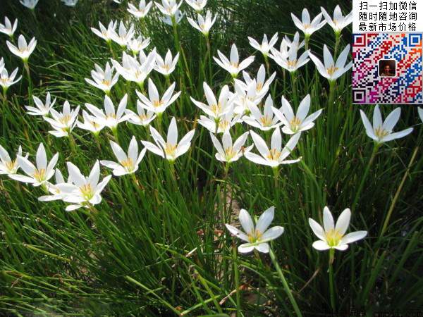 葱兰图片