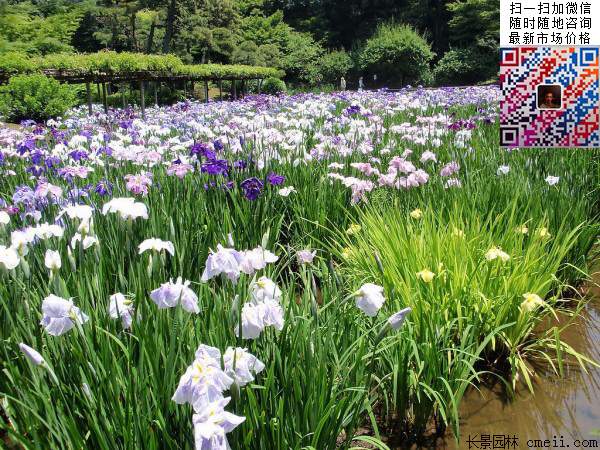 花菖蒲 花菖蒲