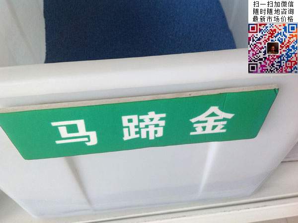 马蹄金种子草籽草种 马蹄金种子草籽草种