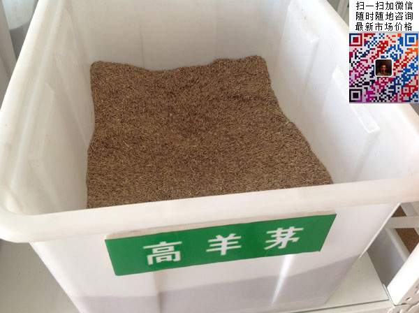 高羊茅混播草坪品种