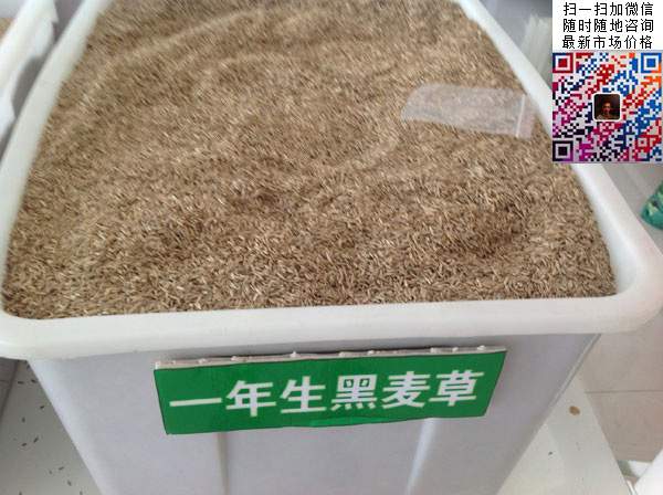 一年生黑麦草种子