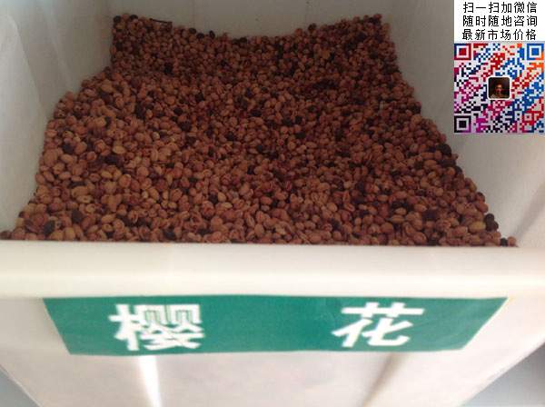 樱花种子 樱花种子