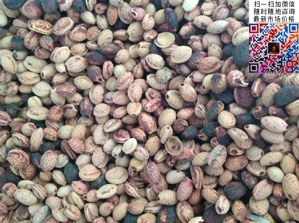 樱花种子 樱花种子