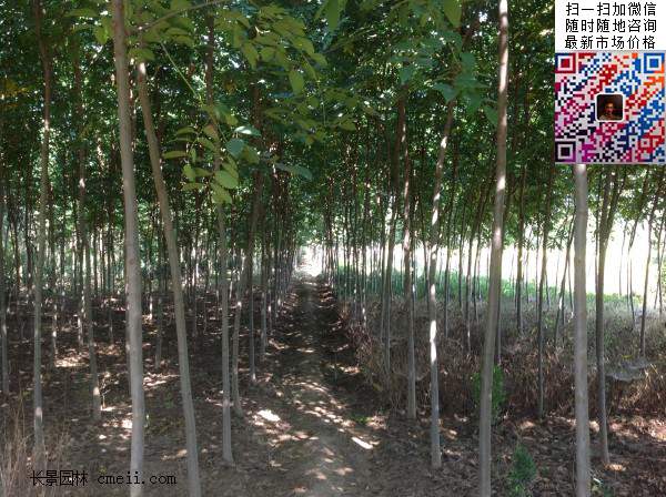 栾树 栾树