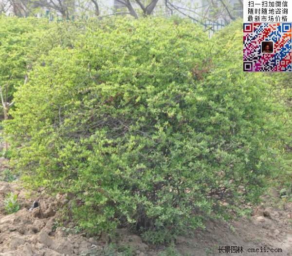 火棘--长景园林 火棘--长景园林