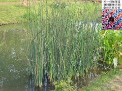 水葱