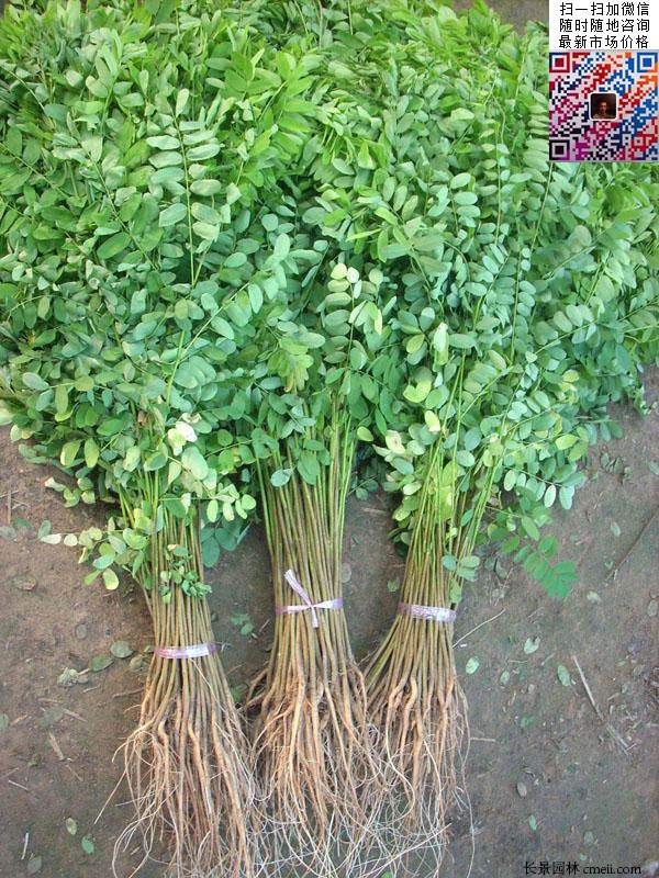 沭阳大型紫穗槐小苗种植基地图片