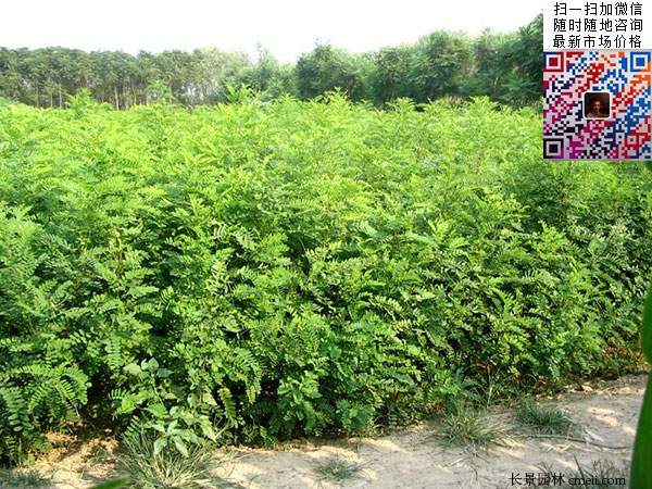 沭阳大型紫穗槐小苗种植基地图片