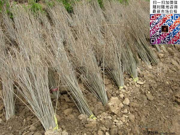 沭阳大型紫穗槐小苗种植基地图片