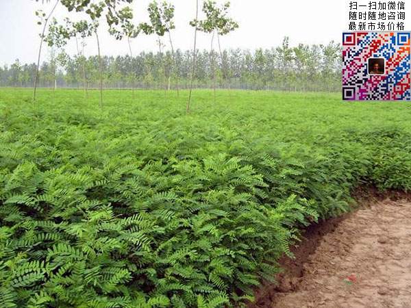 沭阳大型紫穗槐小苗种植基地图片