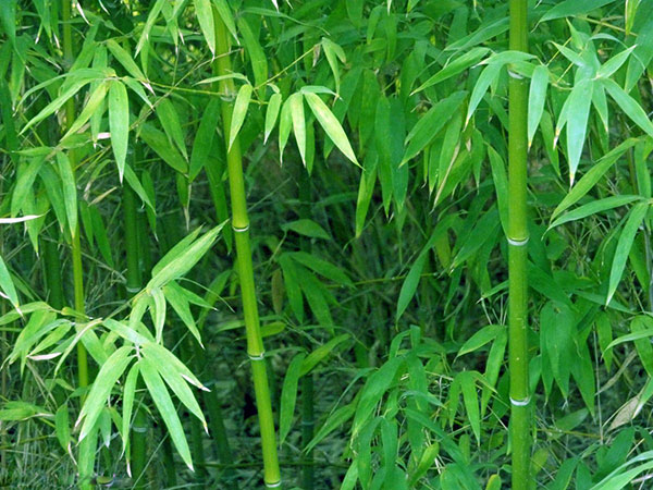 四季常绿竹子竹苗