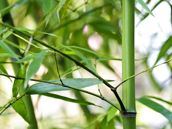 青竹苗竹子园林植物