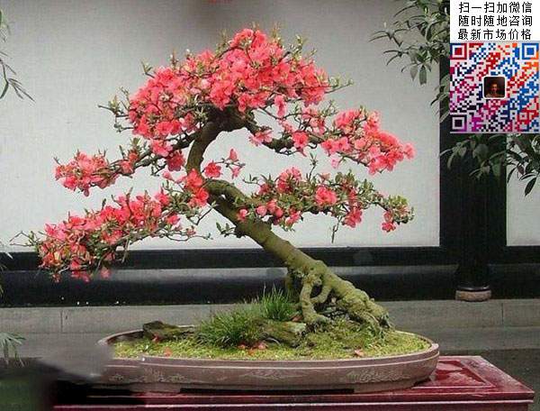 贴梗海棠盆景