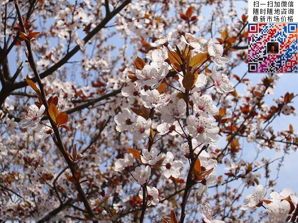 红叶李树