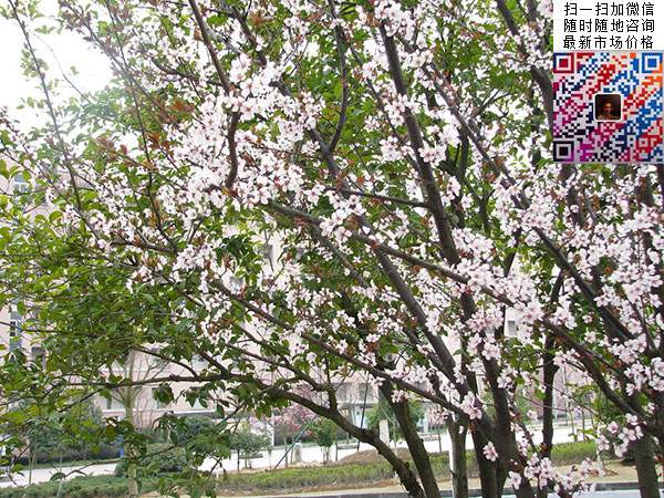 红叶李树