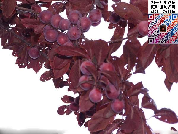 红叶李果实