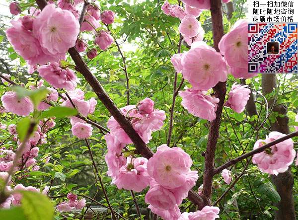 榆叶梅 榆叶梅