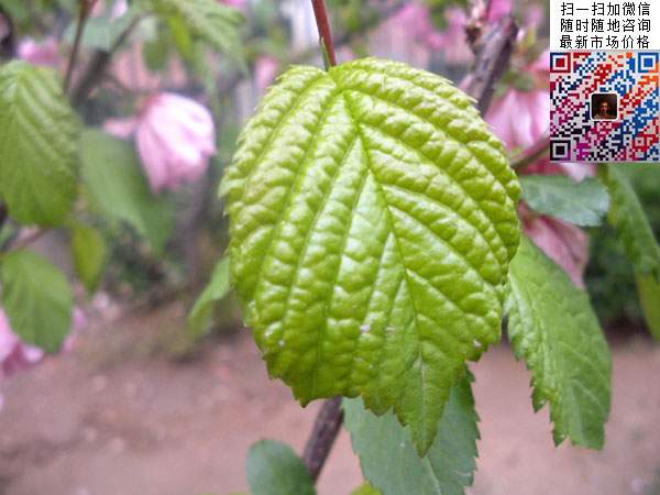 榆叶梅 榆叶梅