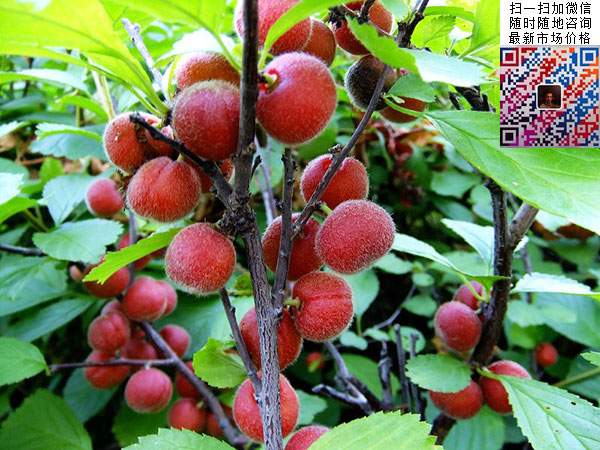 榆叶梅 榆叶梅