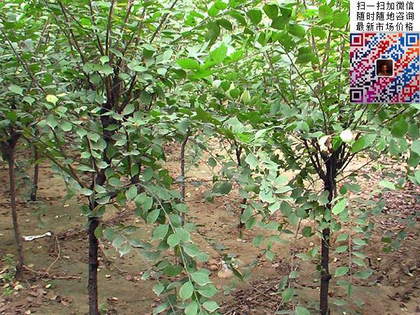 榆叶梅 榆叶梅