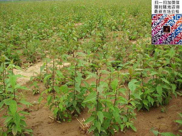 榆叶梅 榆叶梅