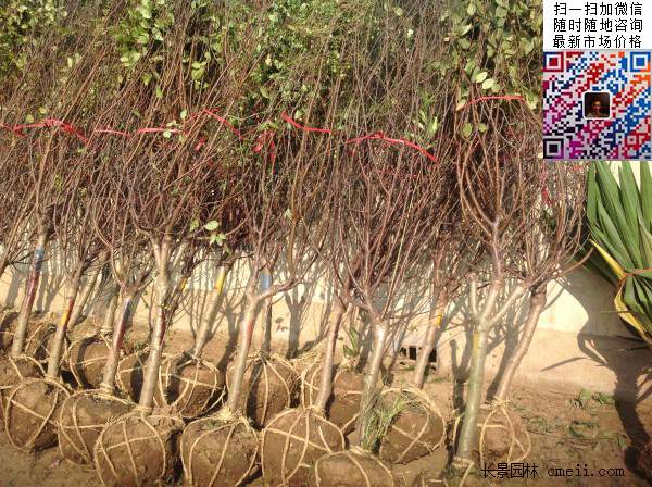 榆叶梅 榆叶梅